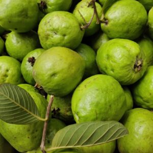 farm guava