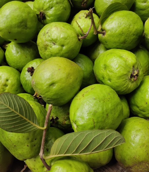 farm guava farm guava